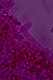 Crepidotus applanatus image