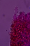 Crepidotus applanatus image