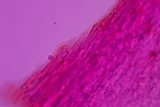 Crepidotus applanatus image