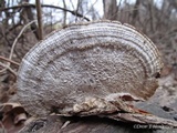 Daedaleopsis confragosa image
