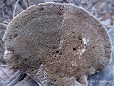 Daedaleopsis confragosa image