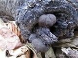 Daldinia childiae image