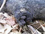 Daldinia childiae image