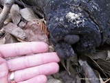 Daldinia childiae image