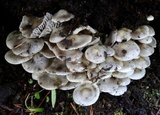 Mycena overholtsii image