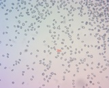 Mycena overholtsii image