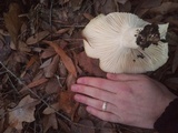 Hygrophorus subsordidus image