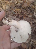 Hygrophorus subsordidus image