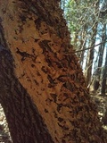 Stereum striatum image
