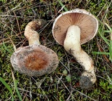 Hebeloma arenosum image