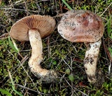 Hebeloma arenosum image