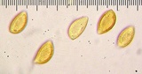 Hebeloma arenosum image