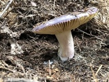 Russula cyanoxantha image