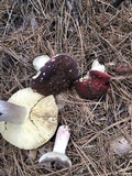 Russula cyanoxantha image