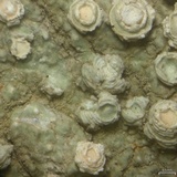 Pertusaria borealis image