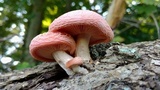 Rhodotus palmatus image