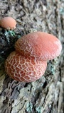 Rhodotus palmatus image