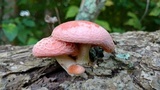 Rhodotus palmatus image