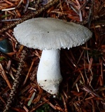 Amanita farinosa image