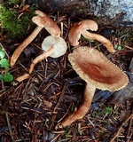 Tricholoma vaccinum image