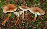 Tricholoma vaccinum image