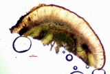 Collema coccophorum image