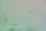 Collema coccophorum image
