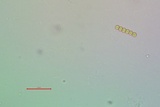 Collema coccophorum image
