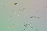 Collema coccophorum image