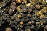 Collema subnigrescens image
