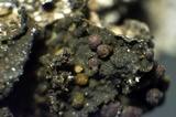 Collema subnigrescens image