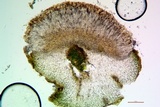 Collema subnigrescens image