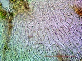 Collema subnigrescens image