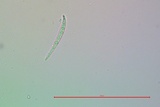Collema subnigrescens image