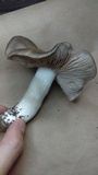 Entoloma lividoalbum image