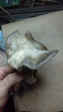 Entoloma lividoalbum image