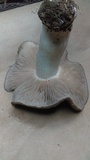 Entoloma lividoalbum image