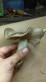 Entoloma lividoalbum image