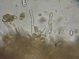 Hebeloma quercetorum image