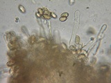 Hebeloma quercetorum image