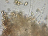 Hebeloma quercetorum image