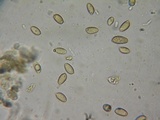 Hebeloma quercetorum image