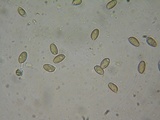 Hebeloma quercetorum image