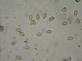 Hebeloma quercetorum image