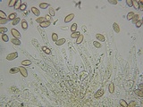 Hebeloma quercetorum image