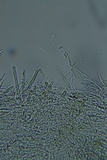 Lachnum virgineum image