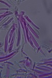 Lachnum virgineum image