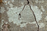 Oudemansiella mucida image