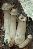 Oudemansiella mucida image