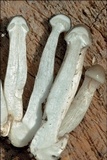 Oudemansiella mucida image